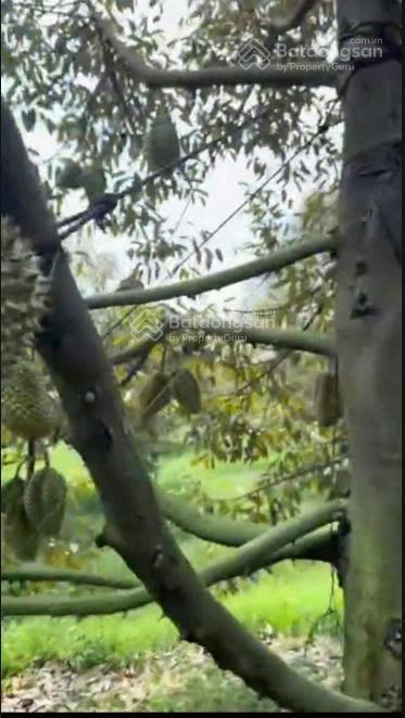 Bán 3.600m² vườn sầu riêng đẹp tại phước an, bàu đồn, gò dầu  cho thu nhập ngay, giá chỉ 1,5 tỷ