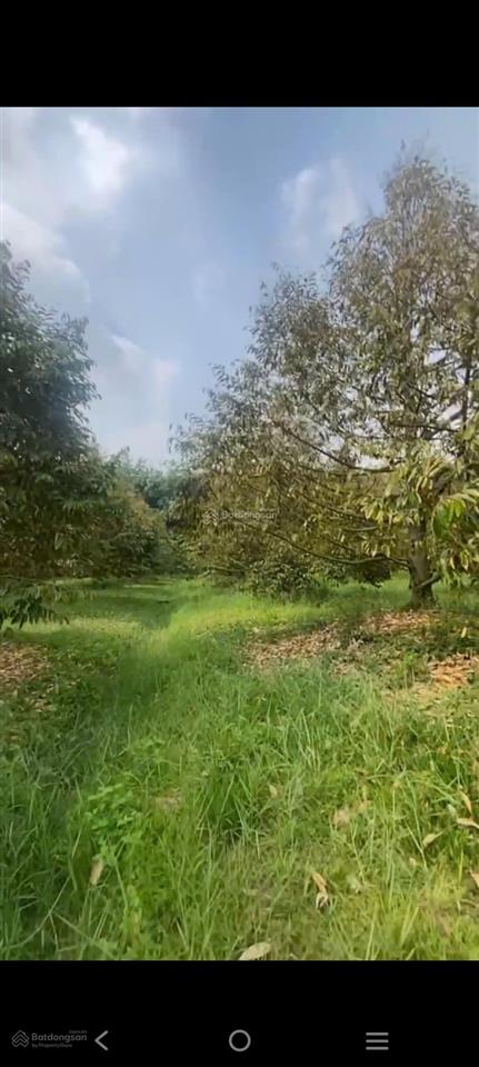 Bán 3.600m² vườn sầu riêng đẹp tại phước an, bàu đồn, gò dầu  cho thu nhập ngay, giá chỉ 1,5 tỷ