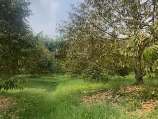 Bán 3.600m² vườn sầu riêng đẹp tại phước an, bàu đồn, gò dầu  cho thu nhập ngay, giá chỉ 1,5 tỷ