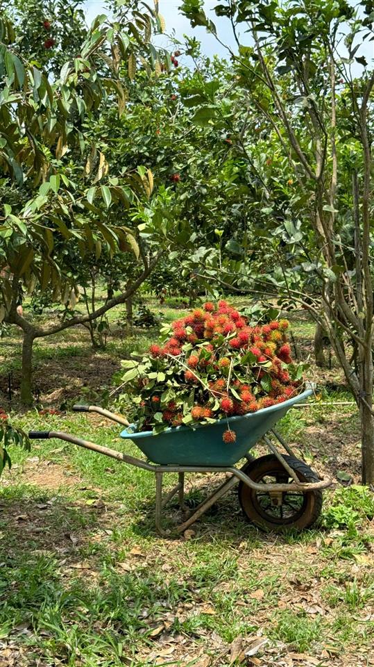 Vườn sầu riêng 8031m2 trái cây đủ loại khai thác ngay, đất ở đô thị, sau trường học tại xã kim long