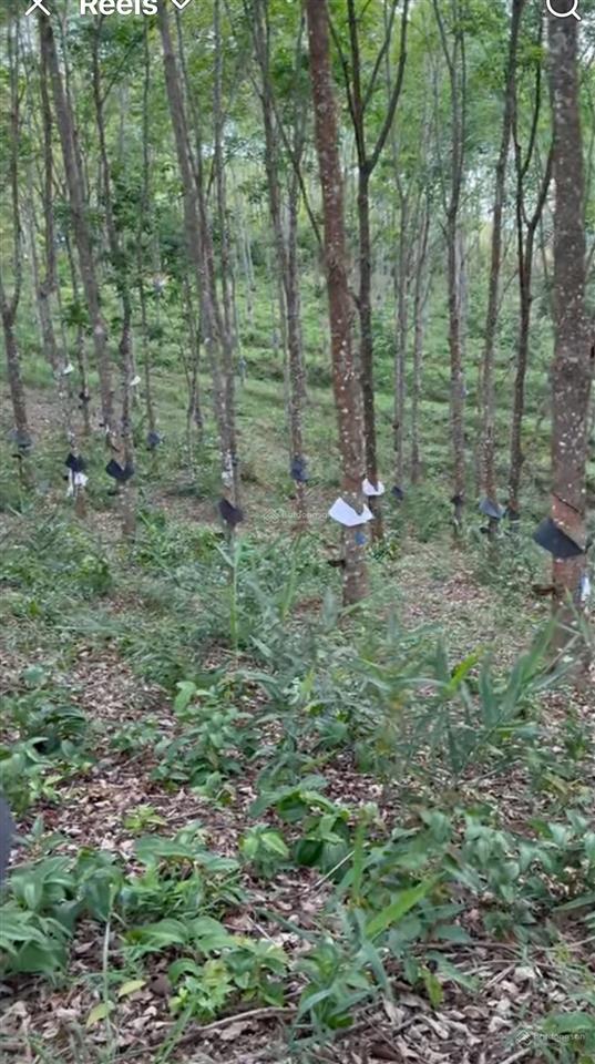 Bán rẫy cao su thôn 6 ngọc vang đắk hà kon tum dt gần 4 hec ta