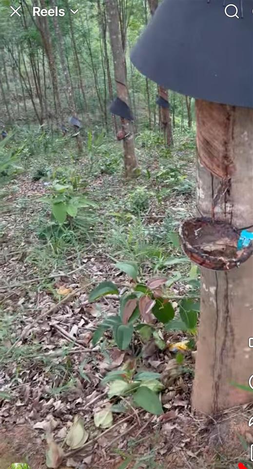 Bán rẫy cao su thôn 6 ngọc vang đắk hà kon tum dt gần 4 hec ta