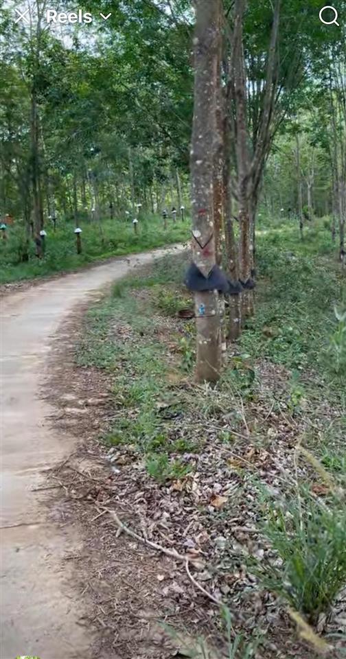 Bán rẫy cao su thôn 6 ngọc vang đắk hà kon tum dt gần 4 hec ta