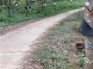 Bán rẫy cao su thôn 6 ngọc vang đắk hà kon tum dt gần 4 hec ta
