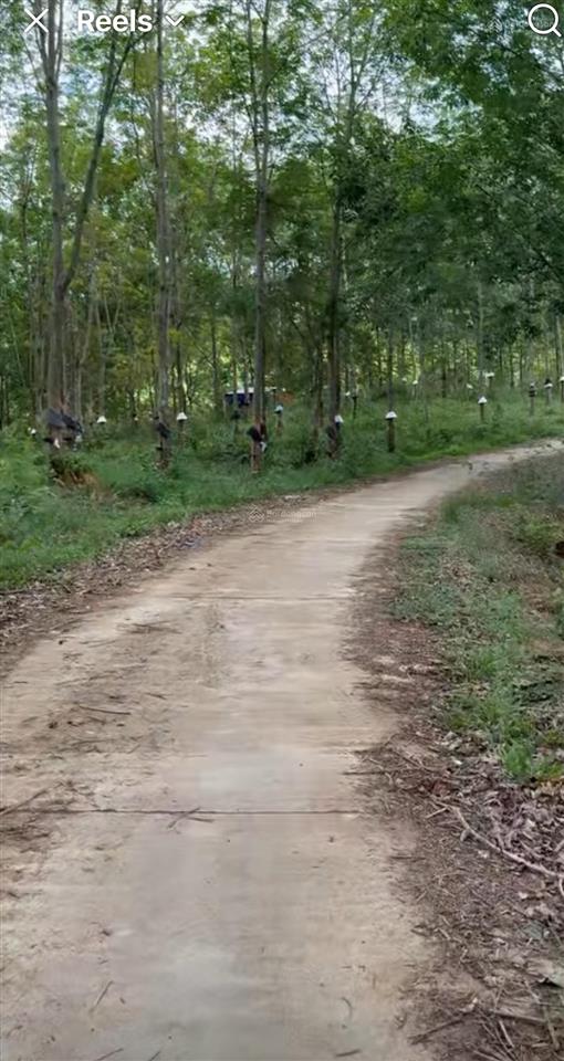 Bán rẫy cao su thôn 6 ngọc vang đắk hà kon tum dt gần 4 hec ta