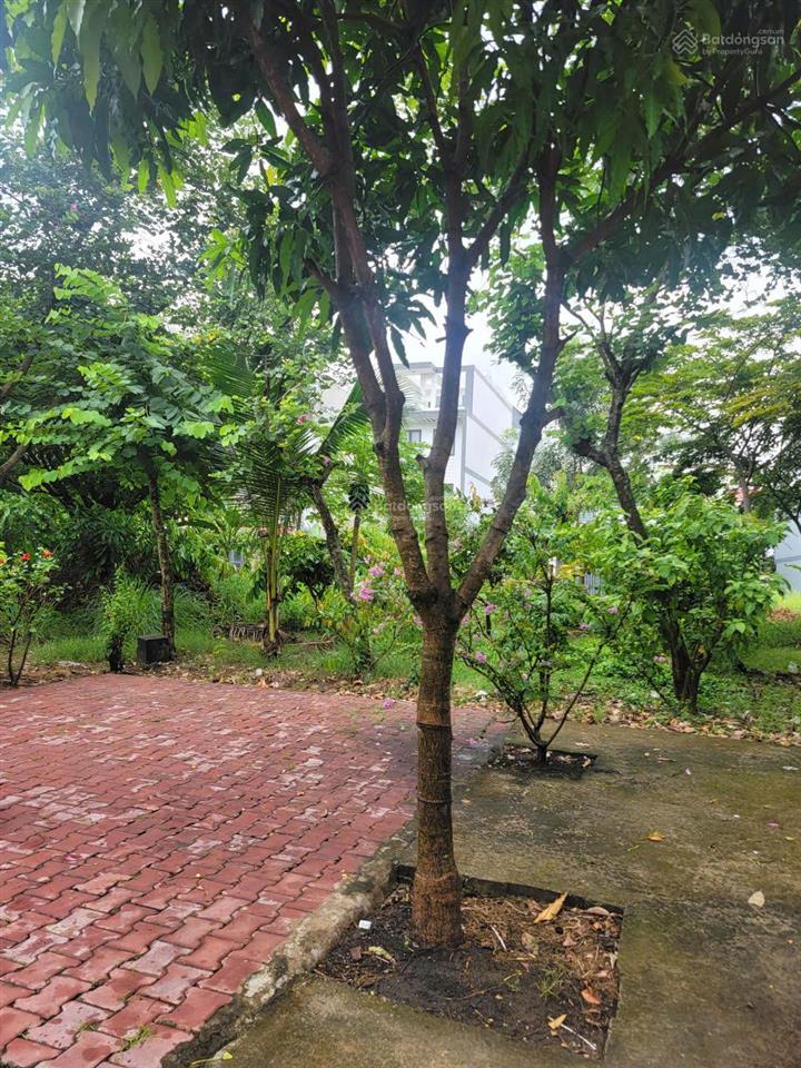 Bán lô cặp 2 lô 5x20m giá 41,5 triệu/m2