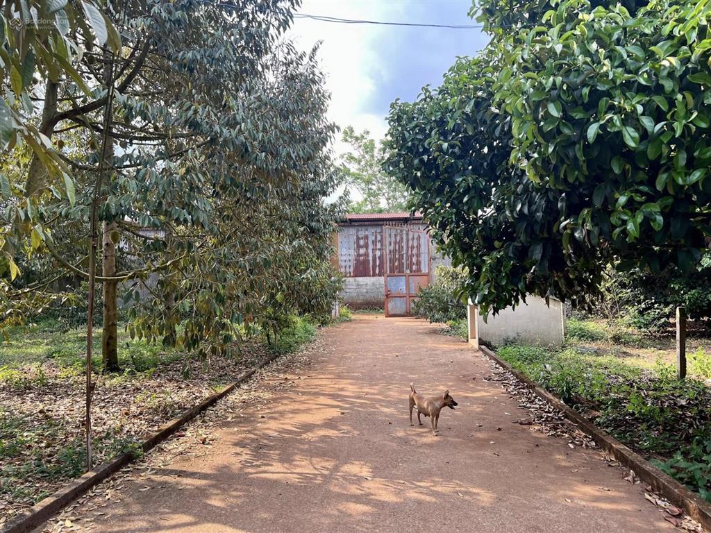 Bán đất nền tại khu phố nông doanh, quốc lộ 1a, 2,2 tỷ, 851m2, giá cực chất hàng hiếm tại