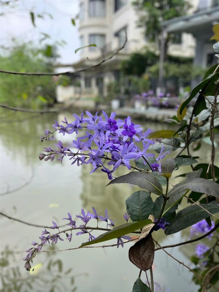 Bán biệt thự đơn lập anh đào vinhome riverside view sông  300m2  4 thoáng  giá 150 tỷ.