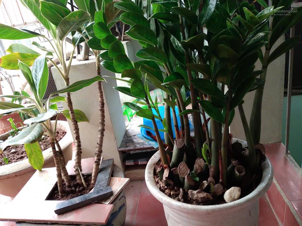 Homestay mùa thu hà nội cho thuê phòng tại trường chinh gần ngã tư sở & tôn thất tùng