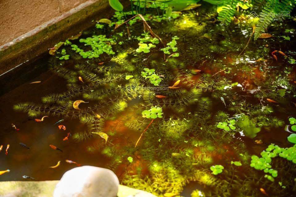 Homestay nhà vườn xinh xắn không gian sống yên bình giữa đồng quê tuy an