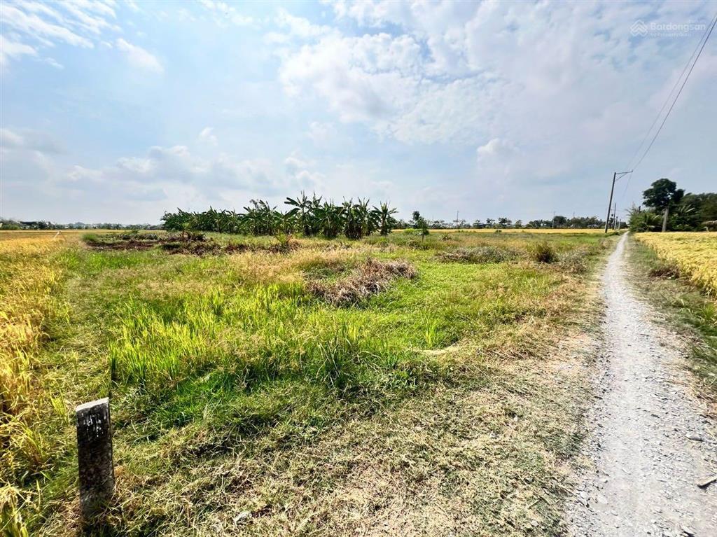 Tôi chính chủ cần bán 1000m2 đất lúa tại thị trấn tân trụ