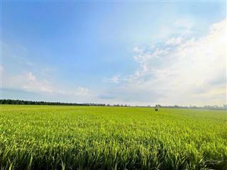 Tôi chính chủ cần bán 11.500m2 tại xã đốc binh kiều, đồng tháp