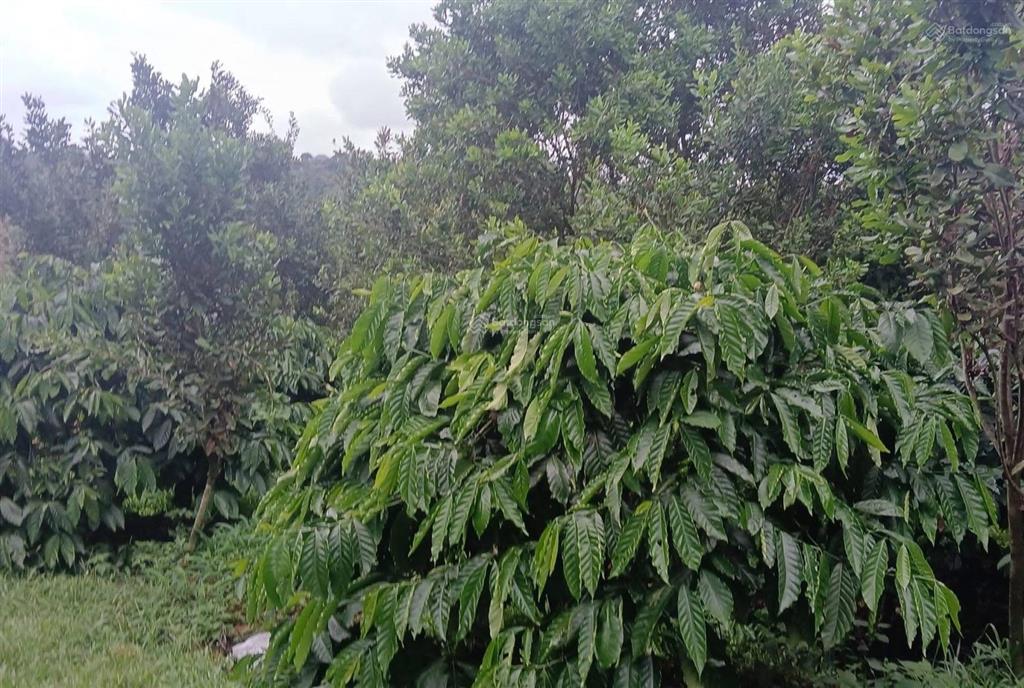 Cần bán 11ha đất rẫy có nguồn thu mạnh tại tuy đức, lâm đồng