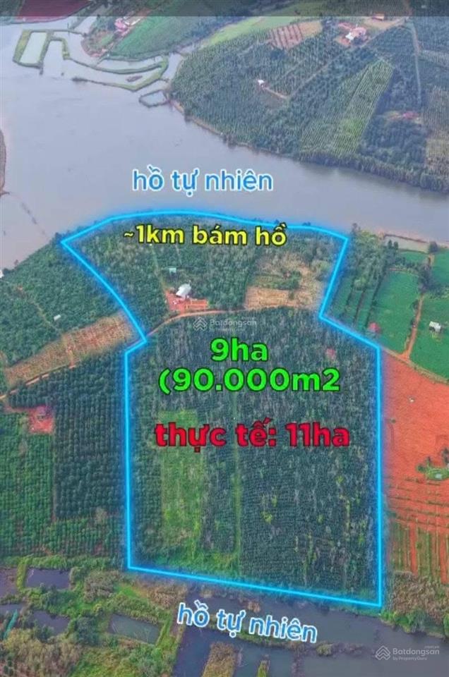 Cần bán 11ha đất rẫy có nguồn thu mạnh tại tuy đức, lâm đồng