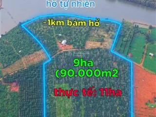 Cần bán 11ha đất rẫy có nguồn thu mạnh tại tuy đức, lâm đồng