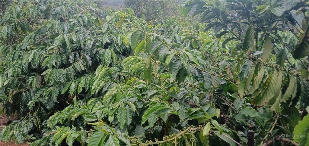 Cần bán 11ha đất rẫy có nguồn thu mạnh tại tuy đức, lâm đồng