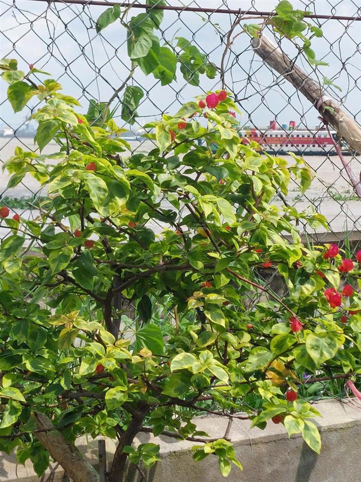 Cần bán nhà ven sông, gần phà bình khánh, cầu cần giờ đang xây dựng