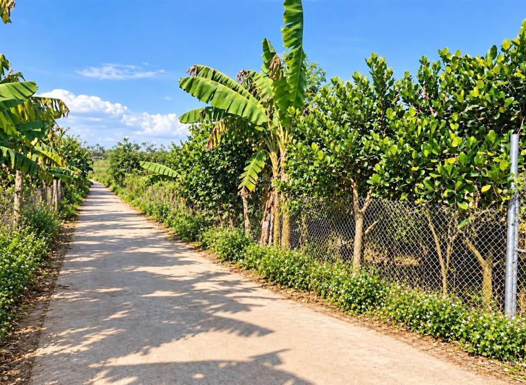 Bán đất thổ cư làm nhà vườn có cây ăn trái