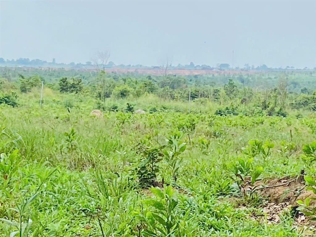 Kẹt tiền nộp học cho con bán nhanh đất vườn view sân bay long thành 1.700m2, ngang 21m, sổ đầy đủ