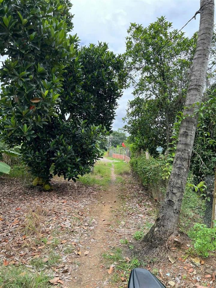 Đất vườn bình mỹ củ chi. 1000m2 có vườn cây ăn trái sẵn. chỉ 3,5 tỉ. đường ô tô