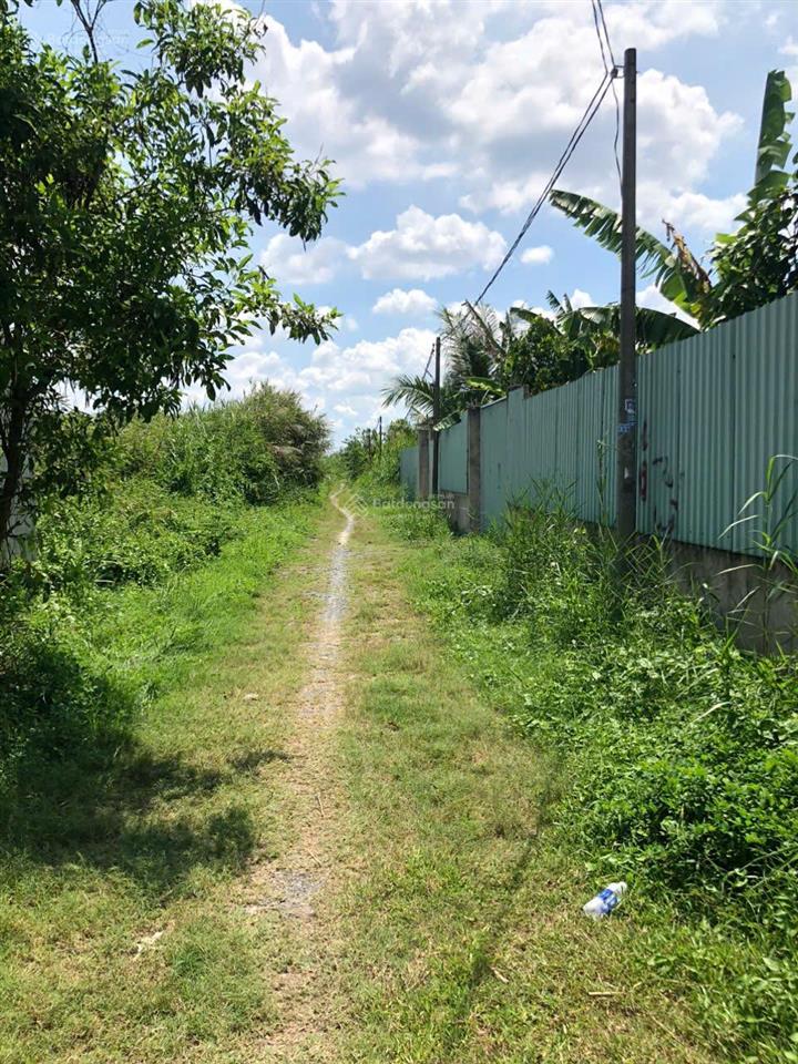 Khuôn viên nhà vườn bình mỹ củ chi. 537m chỉ 2,4 tỉ