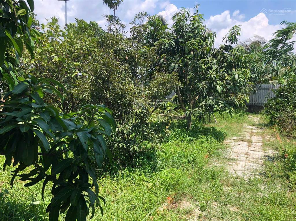 Khuôn viên nhà vườn bình mỹ củ chi. 537m chỉ 2,4 tỉ