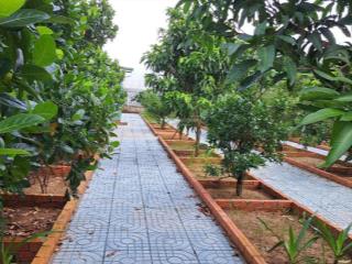 Bán đất có nhà vườn bình mỹ củ chi 523m2 sổ riêng có sẵn vườn cây trái