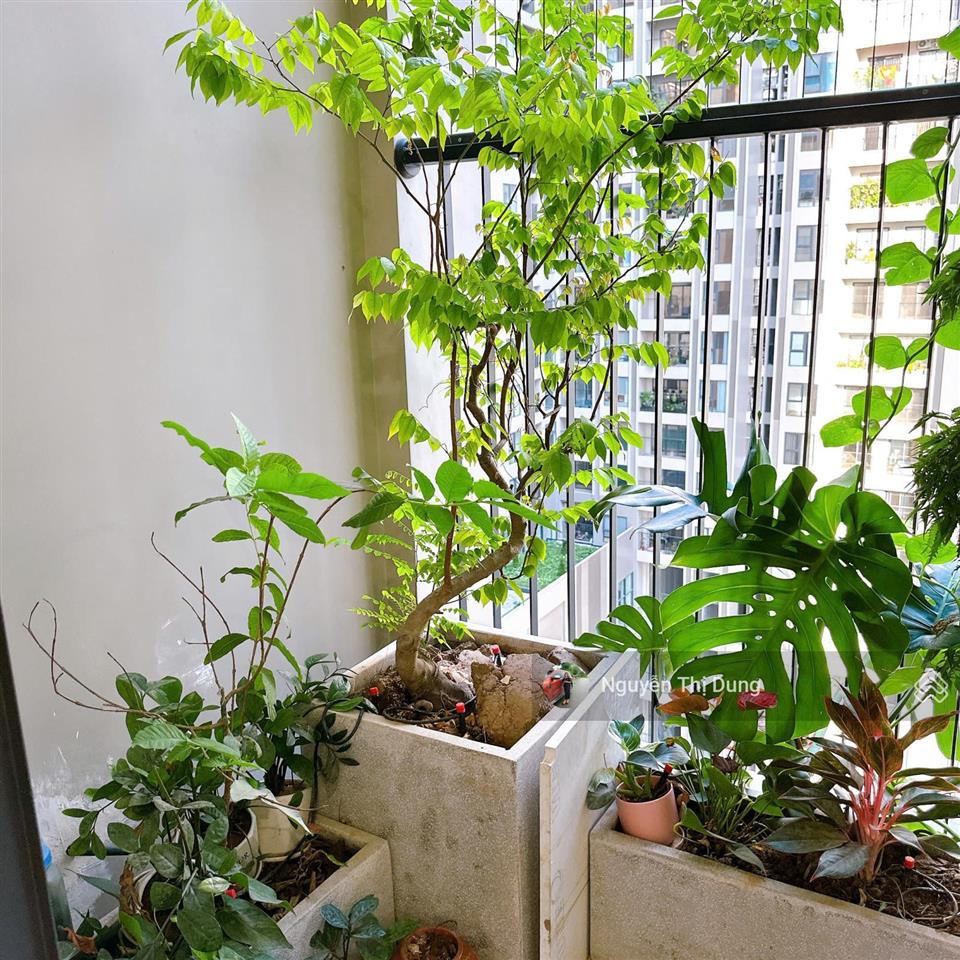 Chủ chuyển xuống liền kề nên cần bán căn hộ 142m2 ban công đông nam giá 8.7 tỷ bao phí