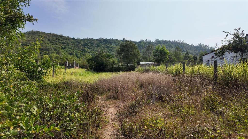 Bán đất thổ cư phường ninh hòa 478m2, ô tô vào tận đất, giá chỉ 7 triệu/m2