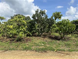 Cần bán lô đất 150m2 ở xã hoà ninh, di linh, lâm đồng, giá chỉ 1,8 tỷ