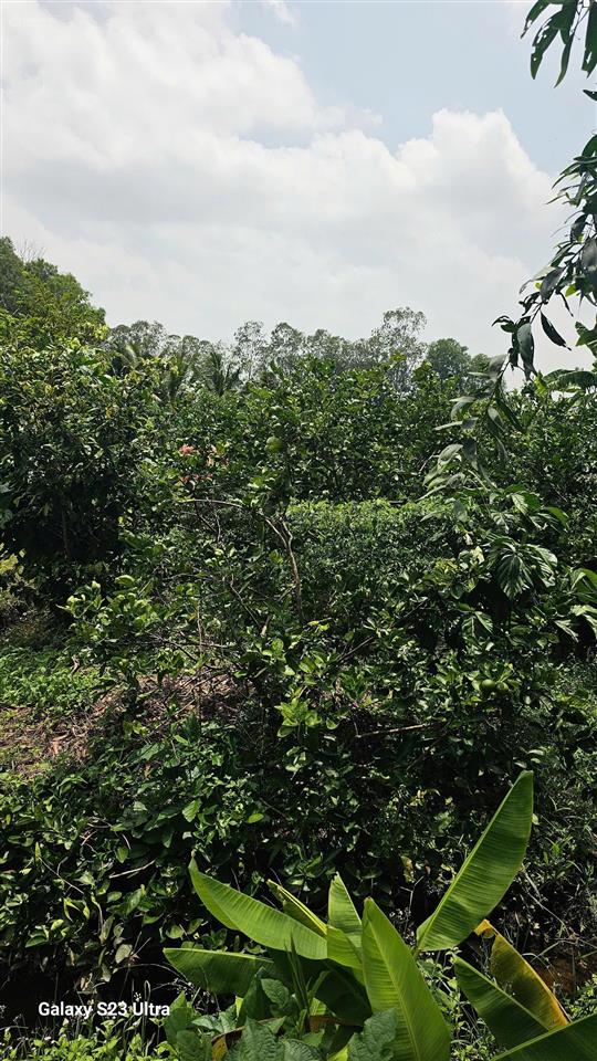 Chỉ 369tr sở hữu ngay lô 500m2 đất vườn thủ thừa, view kênh thoáng, giá hời cho nhà đầu tư