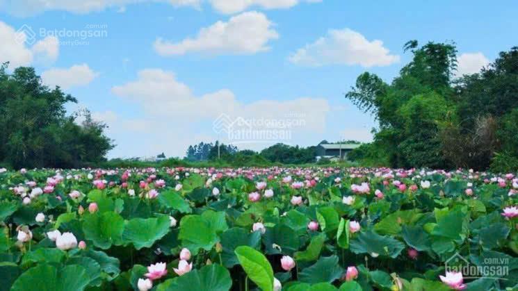 Bán 94,4m2 view hồ sen linh sơn sát công nghệ cao, đh fpt, làng đhqg hòa lạc
