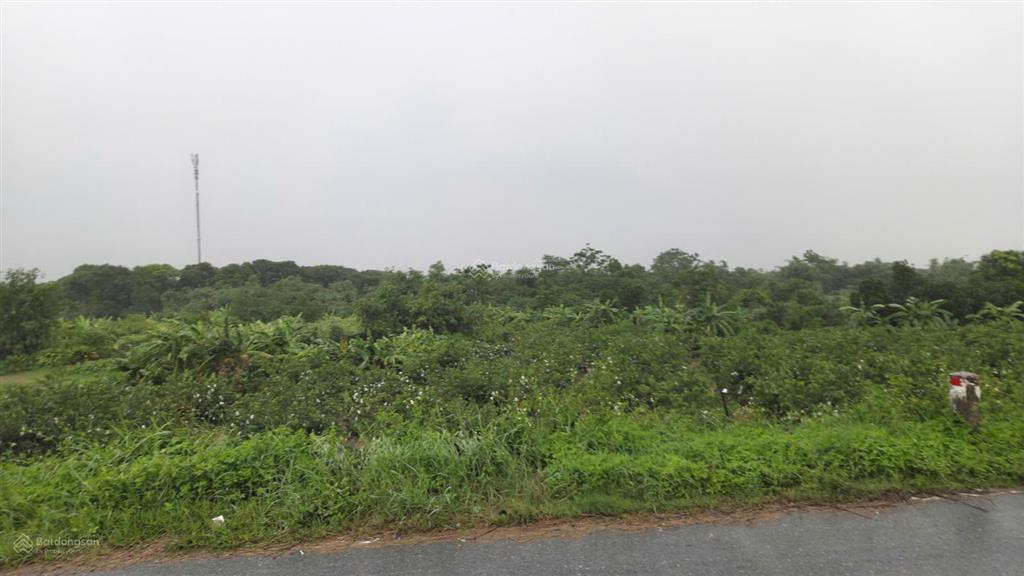 Cho thuê đất làm farm stay sinh thái, kho bãi nhà xưởng nhẹ
