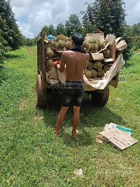 Bán đất trồng sầu riêng sinh lợi cao  5,5 ha chính chủ