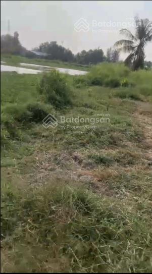 Cần bán hơn 1 sào đất lúa, đường đê số 2, xã tân nhựt, h. bình chánh, giá 1,25 tỷ