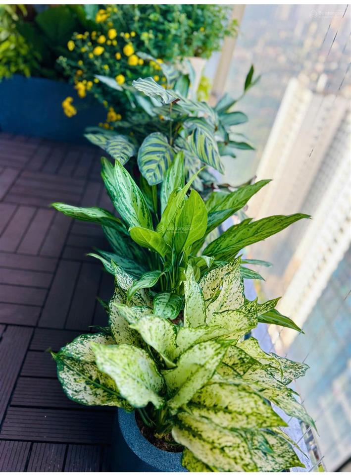 Quỹ căn 2 ngủ, 3 ngủ chung cư cao cấp five star kim giang chính chủ bán giá tốt quận thanh xuân