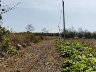 Đất sào châu đức gần cao tốc lt  ht chỉ 990 triệu/ sào sổ hồng đang cho thuê trồng chuối xuất khẩu