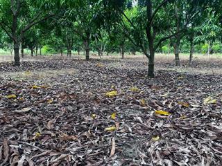 Bán 1,1ha đất gần quốc lộ 1a, cam hòa, cam lâm, có thể mua theo lô nhỏ, phù hợp thổ cư