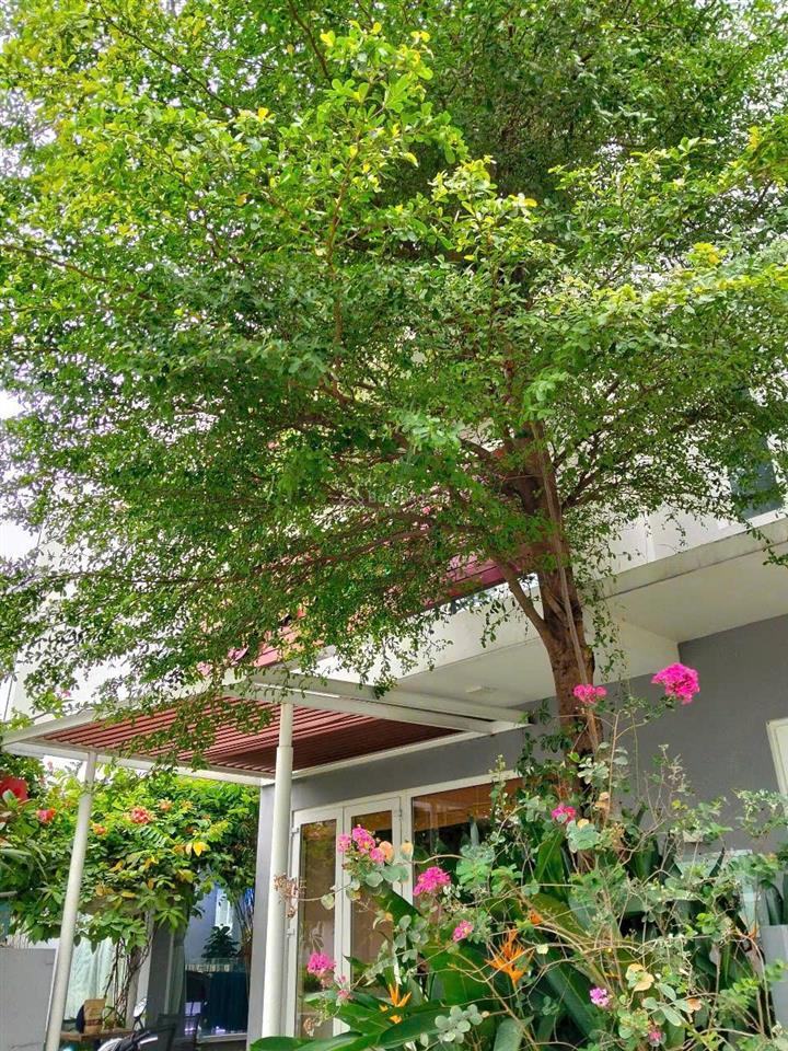 Đi canada định cư cần bán gấp căn shophouse dragon village trục 30m giá 7.450 tỷ