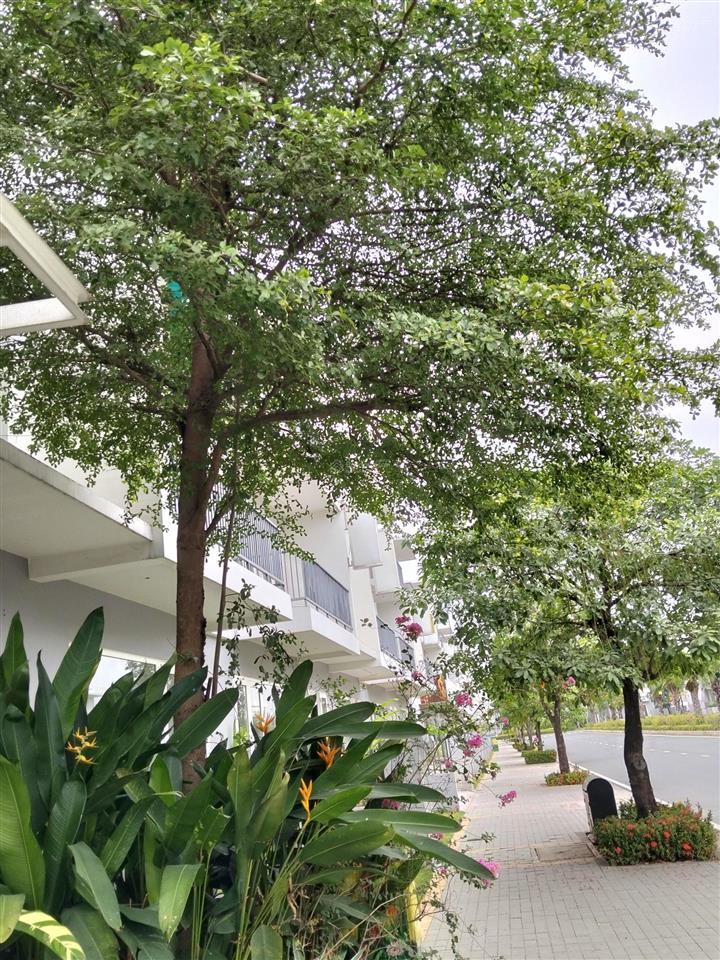 Đi canada định cư cần bán gấp căn shophouse dragon village trục 30m giá 7.450 tỷ