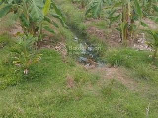 Bán đất vườn dừa xiêm, chuối đang thu hoạch (có thổ cư sẵn)