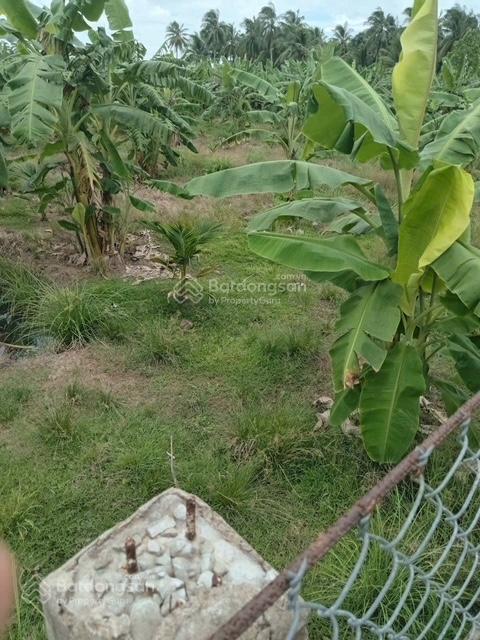Bán đất vườn dừa xiêm, chuối đang thu hoạch (có thổ cư sẵn)