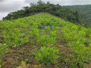 Bán lô đất rừng tại cam an nam, cam lâm, khánh hòa