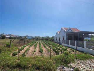 Bán đất nở hậu ninh xuân ninh hòa