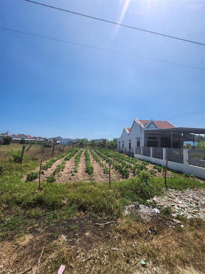 Bán đất nở hậu ninh xuân ninh hòa