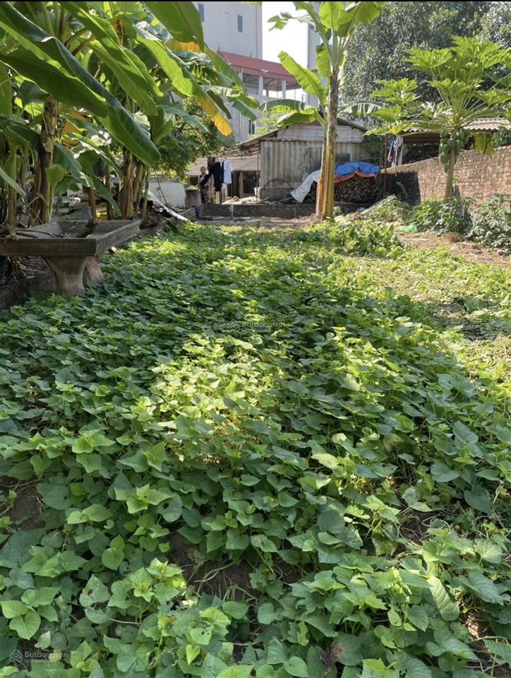 Lô góc thị trấn thanh thuỷ 108m sẵn giếng khoáng nóng chỉ 2,x tỉ