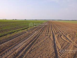 Cho thuê 60ha đất nông nghiệp huyện hàm thuận nam bình thuận