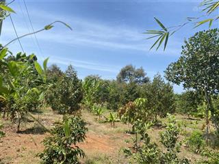 Bán đất tại số 84, long phước, 1,65 tỷ, 500m2 chính chủ hot