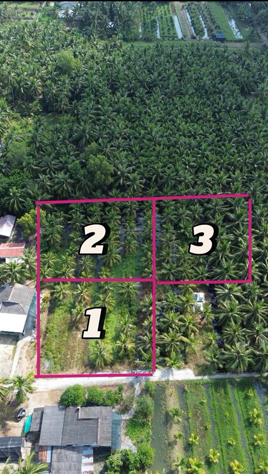 Bán vườn dừa thu nhập sẵn 3.868m² tân phú đông. giá chỉ 360 triệu/công/ 1.000m²
