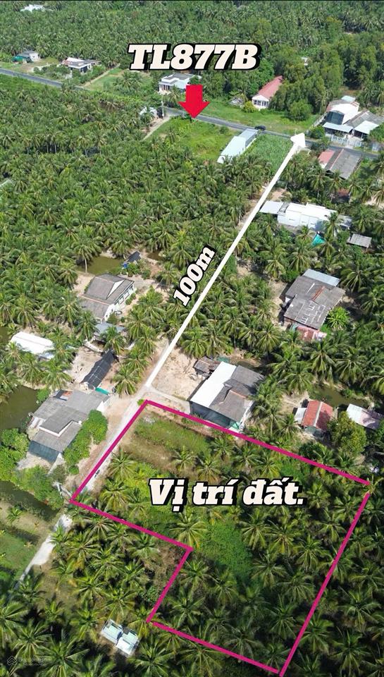 Bán vườn dừa thu nhập sẵn 3.868m² tân phú đông. giá chỉ 360 triệu/công/ 1.000m²